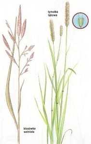 Kłosówka wełnista (Holcus lanatus), Tymotka łąkowa (Phleum pratense)